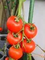 BILD0691.webp