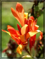 comp_DSC03288.webp