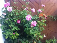 IMG_0738.webp