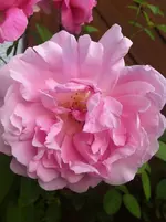 IMG_0754.webp