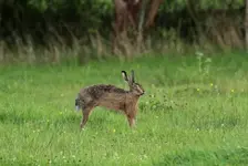 Hase2_1000.webp