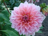 2878.webp