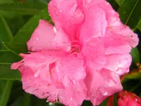 DSCF0189.webp