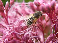 DSCF0186.webp