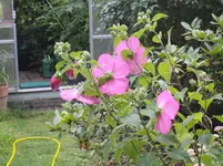 IMGP5633.webp