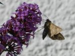 Schmetterling_102.JPG