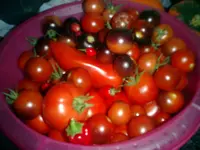 CIMG0010.webp