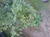 DSC00003.webp