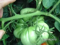 k-BILD1391.webp