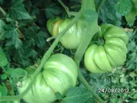 k-BILD1393.webp