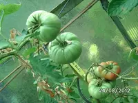 k-BILD1397.webp