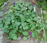 001.webp