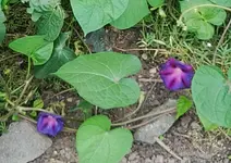 001.webp