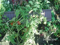 BILD1398.webp