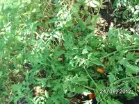 BILD1399.webp