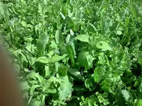 IMG20120827_001.webp