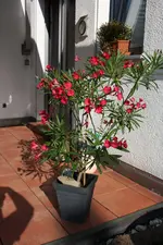 IMG_2337.webp