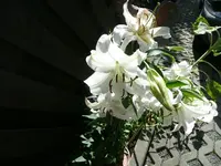 Lilie.27.08.2012~1.webp