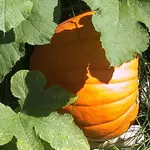 gartenkürbis tauschgarten.webp