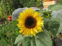 Bild 429.webp