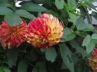 Bild 784.webp