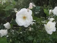 Bild 846.webp