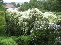 BILD1656.webp