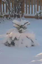 Christbaum.webp