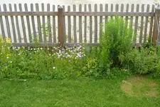 24-Staudenbeetproblem.webp