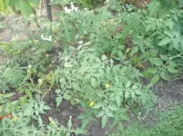 P1070131.webp