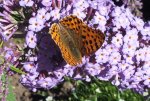 2012_0827Sommer0017 schmetterling.JPG