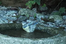 2012_0827Sommer0041.webp
