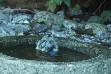 2012_0827Sommer0042.webp