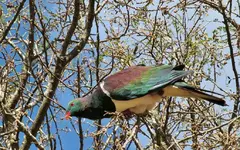 Copy of IMG_2910v.webp