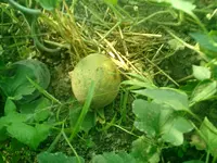 CIMG0040.webp