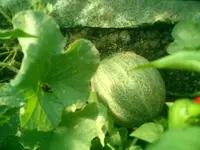 CIMG0041.webp