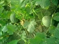CIMG0042.webp