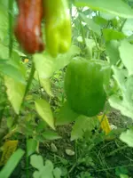 CIMG0051.webp