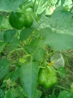 CIMG0044.webp