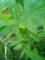 CIMG0046.webp