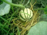 CIMG0039.webp
