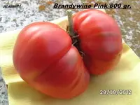 BILD0728.webp