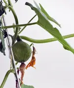 kuerbis2.webp