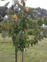 CAM00047.webp