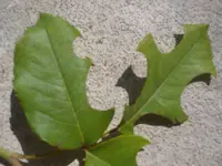 P1060410.webp