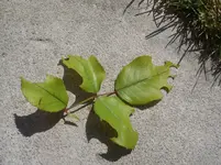 P1060411.webp