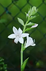 Blüte der Guacamole_500.webp