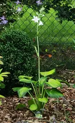 Hosta Guacamole blüht_500.webp
