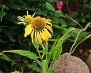 neue Sorte Echinacae Cheyenne_900.webp
