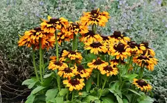zweifarbige Rudbeckie_900.webp